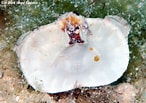 Afbeeldingsresultaten voor Aethra edentata. Grootte: 146 x 103. Bron: www.underwaterkwaj.com