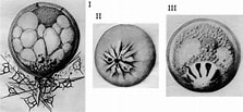 Afbeeldingsresultaten voor "halocella Gemma". Grootte: 223 x 103. Bron: www.zoology.bio.spbu.ru