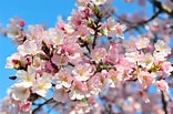 Image result for Cherry Blossom. Size: 156 x 103. Source: resepburgopalembang.blogspot.com