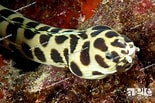 Image result for Myrichthys maculosus. Size: 155 x 103. Source: www.agefotostock.com