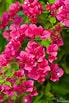 Image result for "bougainvillea Frondosa". Size: 69 x 103. Source: throughaphotographerseyes.blogspot.com