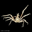 Afbeeldingsresultaten voor "achaeus Curvirostris". Grootte: 103 x 103. Bron: www.crustaceology.com