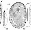 Image result for "chlamydodon Mnemosyne". Size: 104 x 103. Source: www.researchgate.net