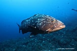 Image result for Brown Grouper. Size: 154 x 103. Source: magazine.click-dive.com