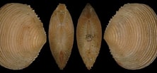 Image result for "myrtea Spinifera". Size: 222 x 103. Source: www.idscaro.net