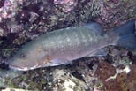 Image result for "lutjanus Cyanopterus". Size: 154 x 103. Source: www.snorkelstj.com