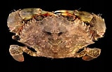 Image result for Scylla serrata. Size: 159 x 103. Source: www.roboastra.com