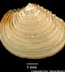 Image result for "myrtea Spinifera". Size: 94 x 103. Source: naturalhistory.museumwales.ac.uk