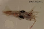 Image result for "pyroteuthis Margaritifera". Size: 154 x 103. Source: restore.deependconsortium.org