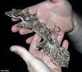 Image result for "megamphopus Cornutus". Size: 118 x 103. Source: californiaherps.com