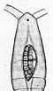 Image result for "calocalanus Styliremis". Size: 60 x 103. Source: copepodes.obs-banyuls.fr