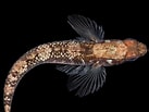 Image result for Gobiusculus flavescens. Size: 137 x 103. Source: www.aphotomarine.com