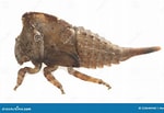 Image result for "megamphopus Cornutus". Size: 150 x 103. Source: www.dreamstime.com