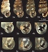 Image result for Protubulanus theeli Geslacht. Size: 96 x 103. Source: www.researchgate.net