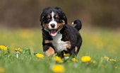 Bilderesultat for Berner Sennenhund. Størrelse: 170 x 103. Kilde: www.pupvine.com