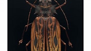 Image result for "tholospira cervicornis". Size: 183 x 103. Source: levonbiss.com