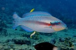 Image result for Scarus iseri Geslacht. Size: 157 x 103. Source: www.inaturalist.org