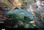 Image result for Stone Bass fish. Size: 152 x 103. Source: www.alamy.com