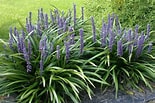 Image result for Liriope muscari Snoeien. Size: 155 x 103. Source: www.tuinadvies.nl