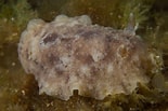 Image result for "geitodoris Planata". Size: 155 x 103. Source: www.britishmarinelifepictures.co.uk