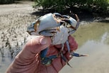 Image result for Mud Crab Farming in Philippines. Size: 154 x 103. Source: www.agrifarming.in