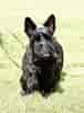 Image result for Skotsk terrier Frisure. Size: 76 x 103. Source: www.hundegalleri.dk