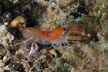 Image result for Alpheus glaber Klasse. Size: 154 x 103. Source: www.naturamediterraneo.com