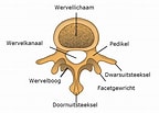 Image result for Wervelkolom Paard. Size: 144 x 103. Source: neurologie.slingeland.nl