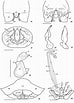 Image result for Stichasteridae Anatomie. Size: 74 x 103. Source: zoologia.pensoft.net