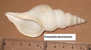 Afbeeldingsresultaten voor "troschelia Berniciensis". Grootte: 186 x 103. Bron: cunchasdemuros.blogspot.com