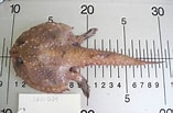 Afbeeldingsresultaten voor Dibranchus atlanticus Anatomie. Grootte: 157 x 103. Bron: www.marinespecies.org