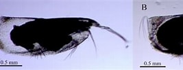Image result for "discoconchoecia Elegans". Size: 267 x 88. Source: www.researchgate.net