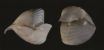 Image result for "cavolinia gibbosa Gibbosa". Size: 215 x 103. Source: www.researchgate.net