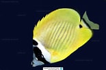 Image result for "chaetodon Robustus". Size: 155 x 103. Source: www.reeflex.net