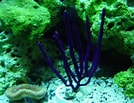 Image result for "Muriceopsis Flavida". Size: 134 x 103. Source: www.ratemyfishtank.com