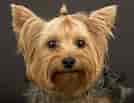 Image result for Yorkshireterrier. Size: 134 x 103. Source: thelife-animal.blogspot.com