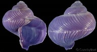 Image result for "janthina Exigua". Size: 191 x 103. Source: www.gastropods.com