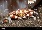 Image result for "lissocarcinus Polybioides". Size: 140 x 103. Source: www.alamy.com