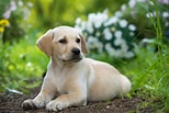 Image result for Labrador Retriever. Size: 154 x 103. Source: www.101dogbreeds.com