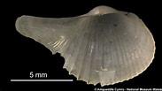 Afbeeldingsresultaten voor Cardiomya costellata Geslacht. Grootte: 183 x 103. Bron: naturalhistory.museumwales.ac.uk