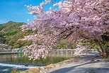 嵯峨野 桜 に対する画像結果.サイズ: 154 x 103。ソース: caede-kyoto.com