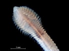 Image result for "aricidea Catherinae". Size: 137 x 103. Source: www.flickr.com
