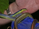 Image result for Dendrelaphis cyanochloris. Size: 137 x 103. Source: www.flickr.com