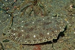 Afbeeldingsresultaten voor Pardachirus pavoninus. Grootte: 156 x 103. Bron: fishesofaustralia.net.au