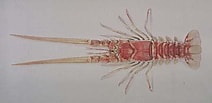 Afbeeldingsresultaten voor "linuparus Trigonus". Grootte: 212 x 103. Bron: oldphoto.lb.nagasaki-u.ac.jp