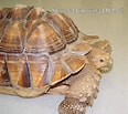 Image result for "sosane Sulcata". Size: 116 x 103. Source: www.exoticpetvet.com