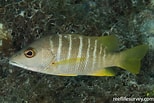 Image result for "lutjanus Apodus". Size: 154 x 103. Source: reeflifesurvey.com