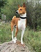 Image result for Basenji Hund. Size: 82 x 103. Source: petpress.net
