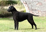 Image result for Curly-Coated Retriever. Size: 149 x 103. Source: www.petpaw.com.au