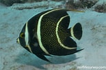 Afbeeldingsresultaten voor "pomacanthus Paru". Grootte: 155 x 103. Bron: reeflifesurvey.com